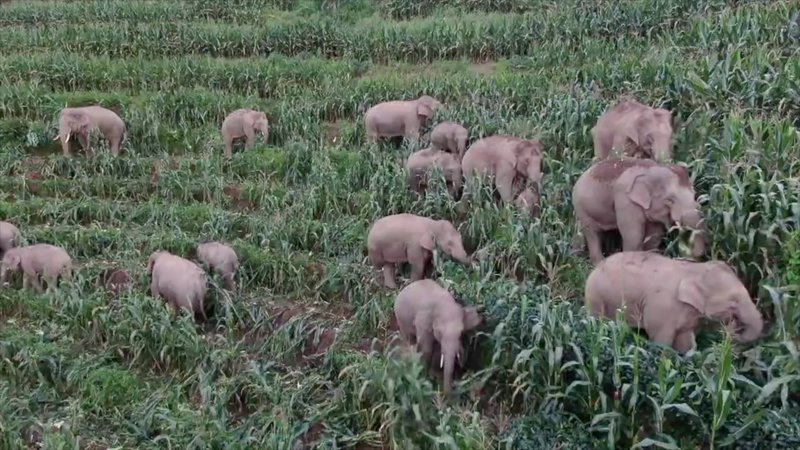Herd of elephants causes heavy loss to farmers in Palamu; villagers demand safety measures