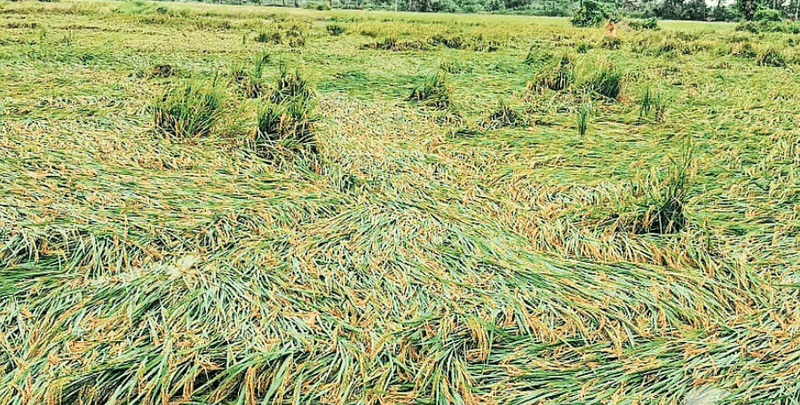 Cyclone Montha devastates paddy and potato crops in Bero, Jharkhand as heavy rains and winds leave farmers in distress