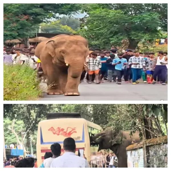 Solitary wild elephant creates panic in Latehar town; climbs passenger bus and consumes food, forest team drives it back to woods