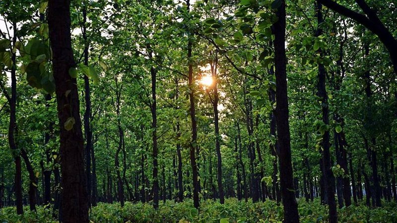 Supreme Court Orders Jharkhand to Notify Entire 31,468 ha Saranda Forest as Wildlife Sanctuary Within Three Months