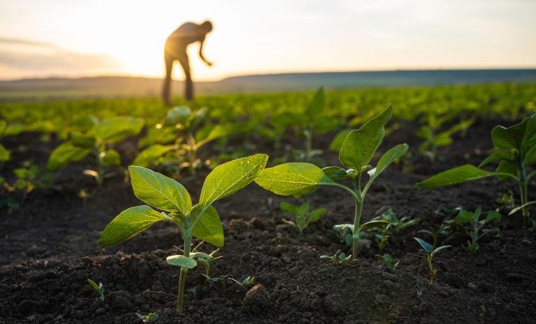 Jharkhand Launches ‘One Village–One Crop’ Initiative Under Birsa Farm Expansion Scheme; 100 Villages Selected