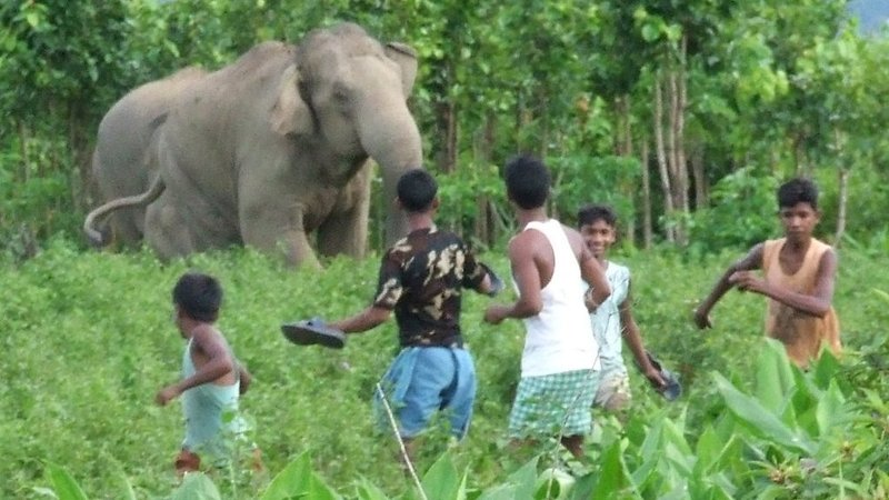 Farmer Killed in Elephant Attack in Chanho, Villagers Block Ranchi-Medininagar Road
