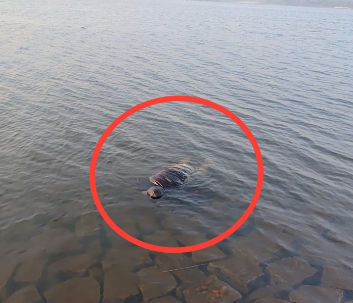 Ranchi Dhurwa Dam Tragedy: Of the Four People Who Drowned with the Car, Three Bodies Were Recovered on Day One; Satendra Singh’s Body Found After a Two-Day Search